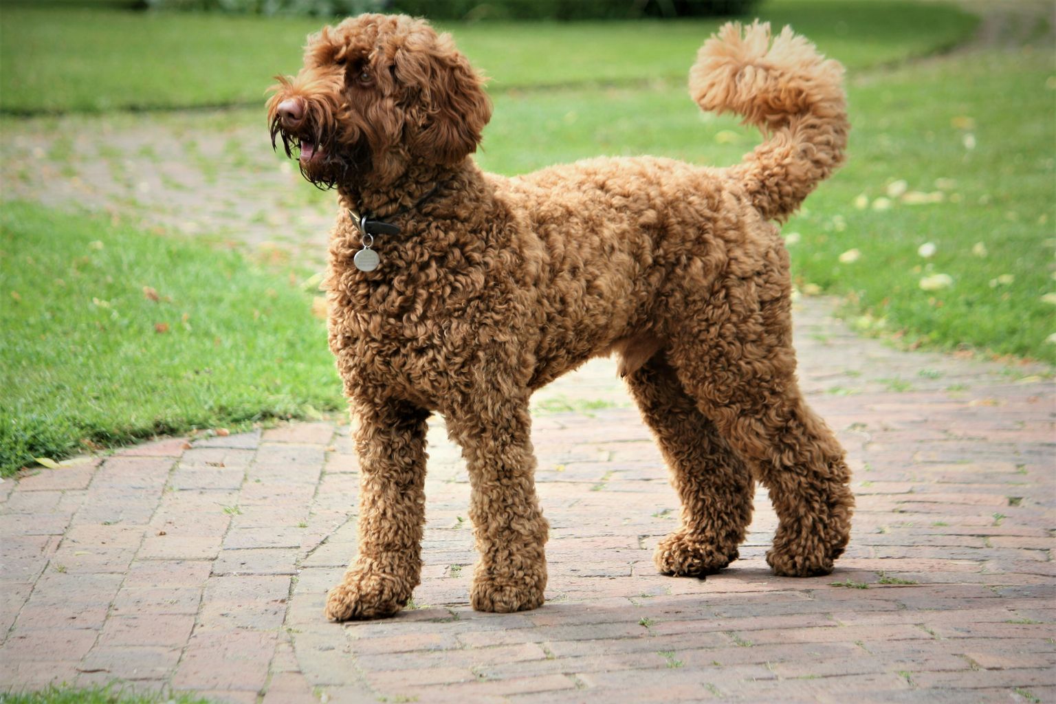 Labradoodle trim tarieven