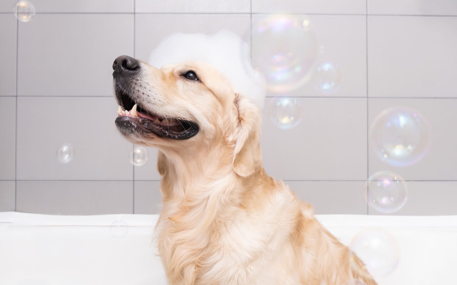 Grote honden