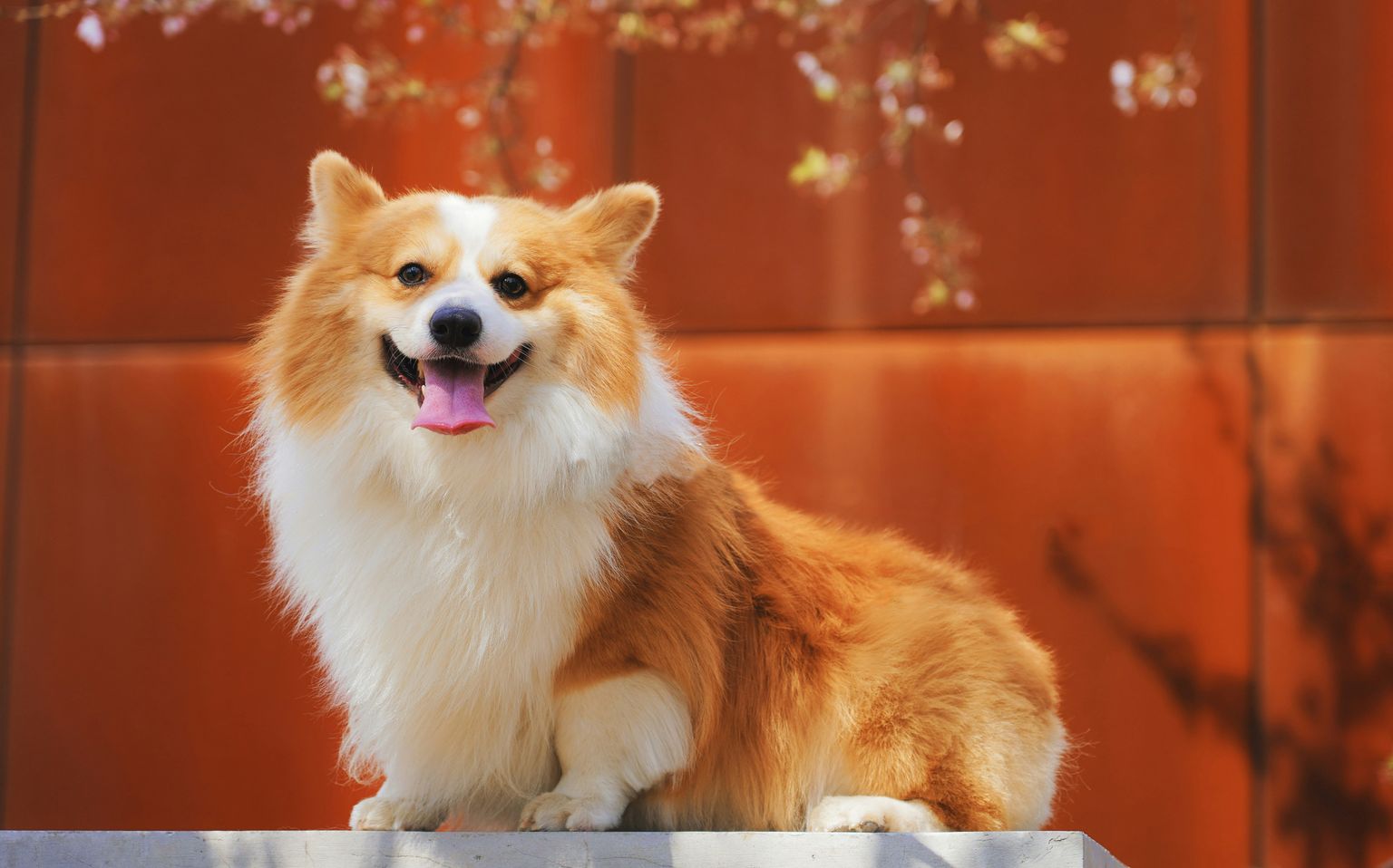 Middenslag honden